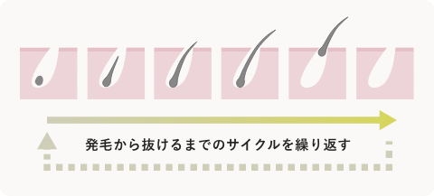 発毛から抜けるまでのサイクルを繰り返す