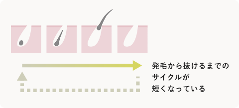 発毛から抜けるまでのサイクルが短くなっている